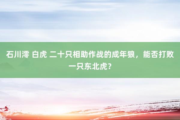 石川澪 白虎 二十只相助作战的成年狼，能否打败一只东北虎？